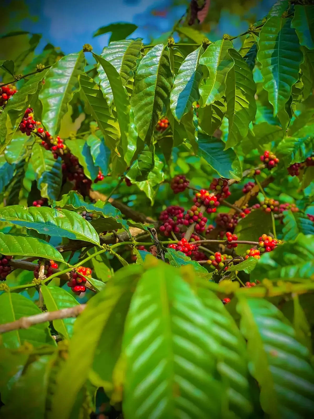 select picking of coffee